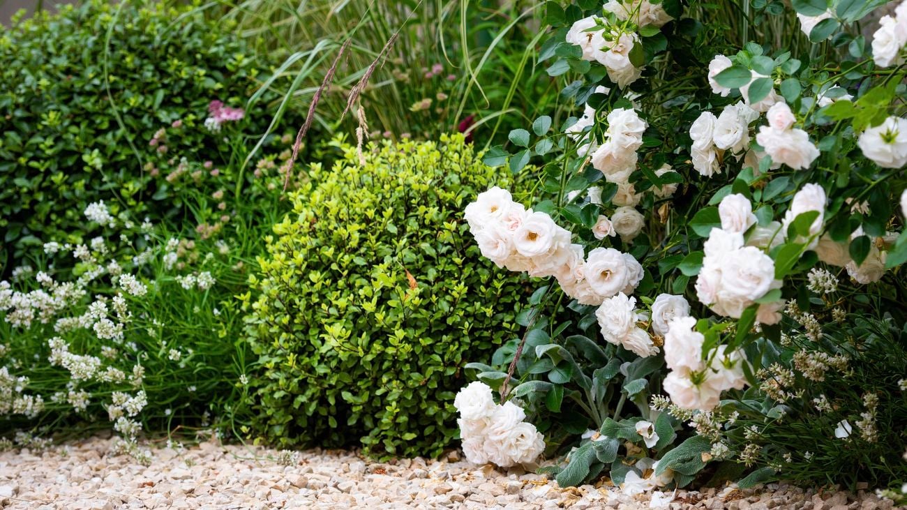 A 'golf ball' shrub in a back garden lining a pebbled walkway.