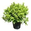2L Frankies Folly - Pittosporum tenuifolium Little Gem