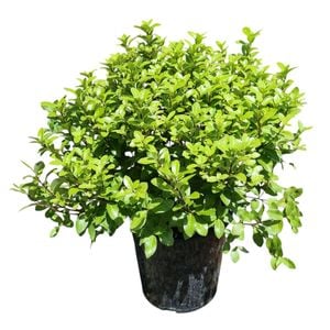 2L Frankies Folly - Pittosporum tenuifolium Little Gem