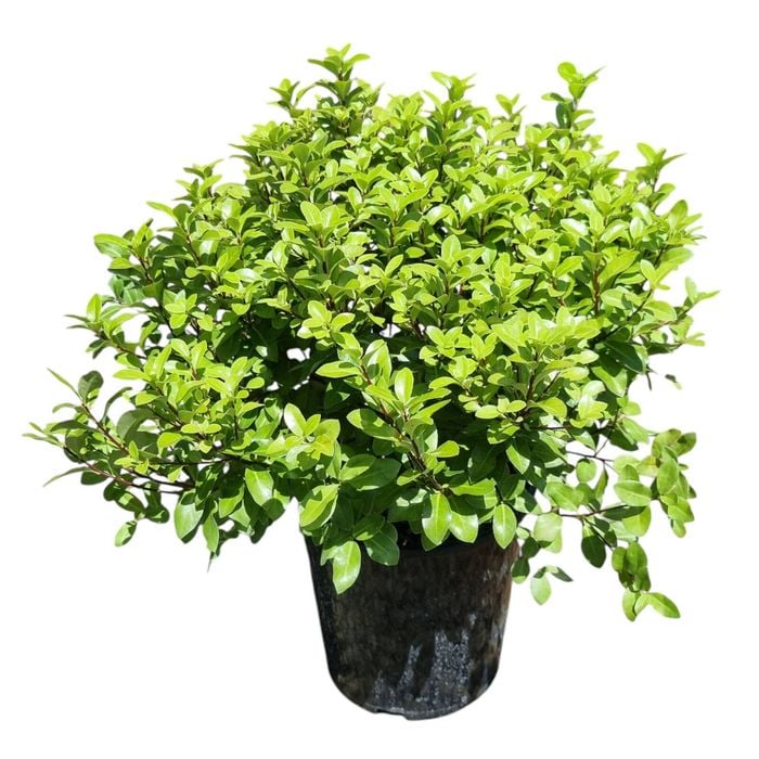 2L Frankies Folly - Pittosporum tenuifolium Little Gem