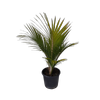 30L Nikau Palm - Rhopalostylis sapida