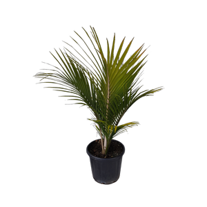 30L Nikau Palm - Rhopalostylis sapida