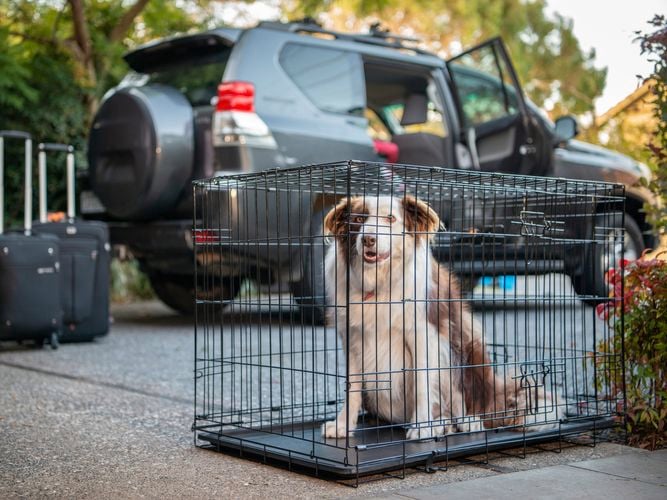 Dog travel cages