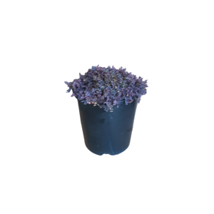 2L Bidi-bidi - Acaena purpurea