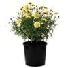 17cm Federation Daisy Honeycomb - Argyranthemum frutescens