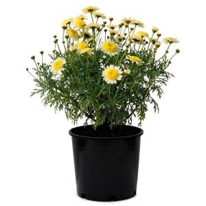 17cm Federation Daisy Honeycomb - Argyranthemum frutescens