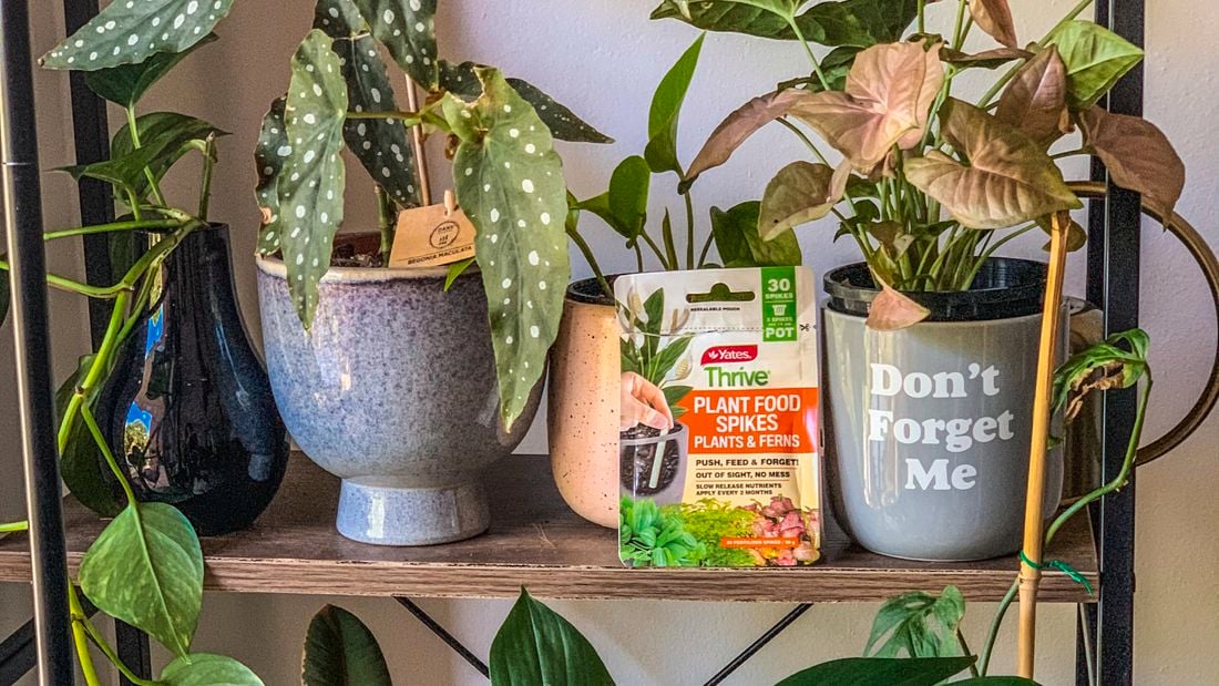 A shelving unit filled with potted houseplants