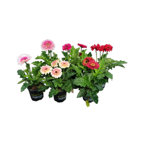 170mm Gerbera Patio Assorted