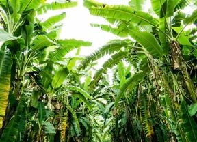 Beautiful lush green banana trees.