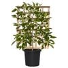 300mm Tahitian Lime Espalier - Citrus latifolia