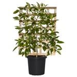 300mm Tahitian Lime Espalier - Citrus latifolia