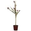 250mm Crepe Myrtle Zuni Bush - Lagerstroemia indici