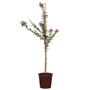 250mm Crepe Myrtle Zuni Bush - Lagerstroemia indici