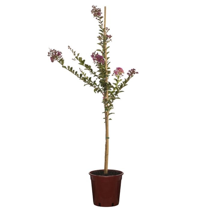 250mm Crepe Myrtle Zuni Bush - Lagerstroemia indici