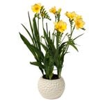 150mm Freesia Nano Fragrant Sunburst - Freesia corymbosa