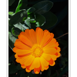 Galrie Bright Orange Marigold Flower Art Photography Print - Vibrant Botanical Decor, Poster Only, A1 60 x 84cm (23 x 33inch)