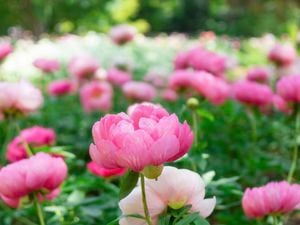 Flowering pink peonies