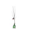 Bagged Flowering Plum - Prunus cerasifera Oakville Crimson Spire