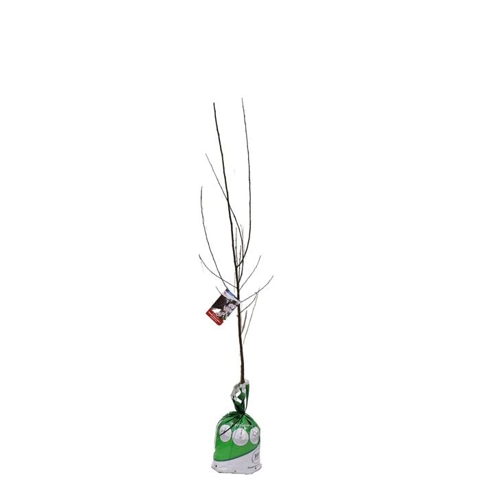 Bagged Flowering Plum - Prunus cerasifera Oakville Crimson Spire