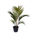30L Chatham Island Nikau - Rhopalostylis sapida Chathamica