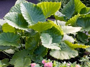 An alocasia, or elephant leaf plant in a garden