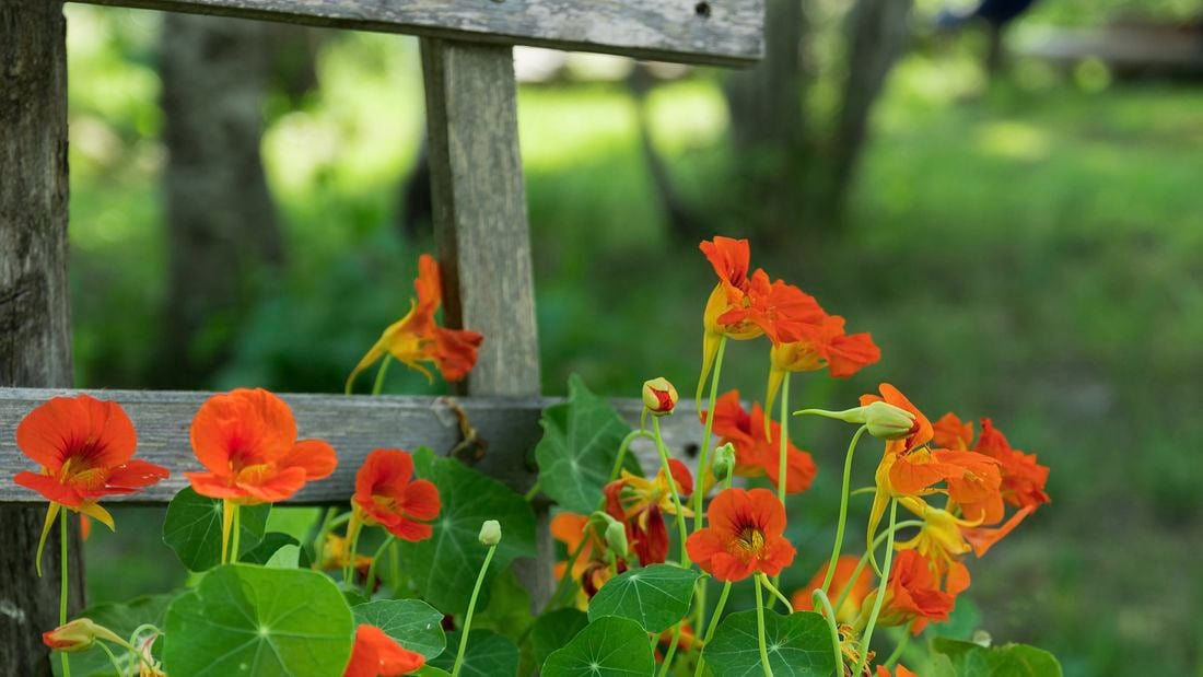 Flowering nasturtium in the garden. Bright orange nasturtiums rising along the wooden fence
