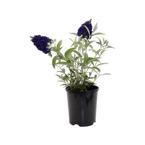 140mm Butterfly Bush - Buddleja davidii Buzz Series