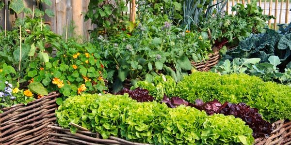 DIY - Header - How to start a vegetable garden 