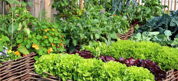 DIY - Header - How to start a vegetable garden 