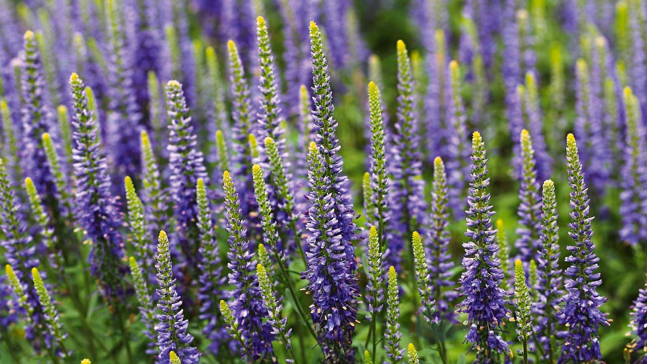 Blue flowering plant