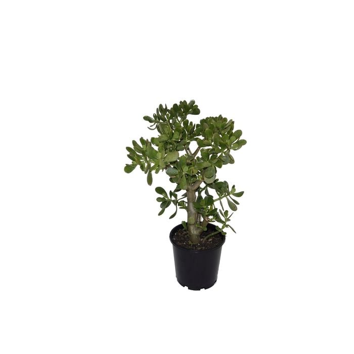 200mm Assorted Jade Plant - Crassula ovata