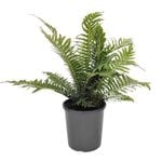 170mm Silver Lady Fern - Blechnum gibbum