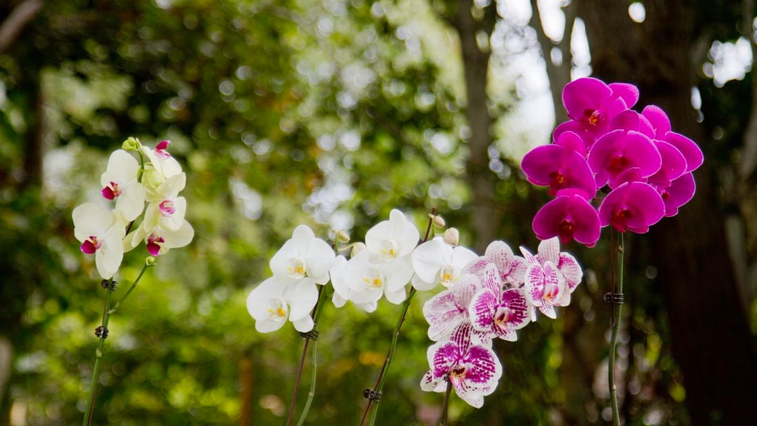 A variety of white and pink orchid plants.