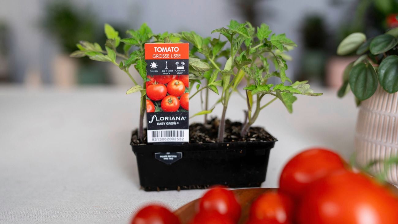 Plant with a tag labelled Grosse Lisse Tomato.