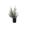 200mm Westringia Wynyabee Gem - Westringia fruticosa