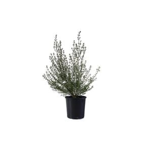 200mm Westringia Wynyabee Gem - Westringia fruticosa