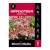 Bloomin Bulbs Hippeastrum Fairytale - 1 Pack