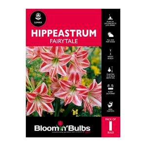 Bloomin Bulbs Hippeastrum Fairytale - 1 Pack