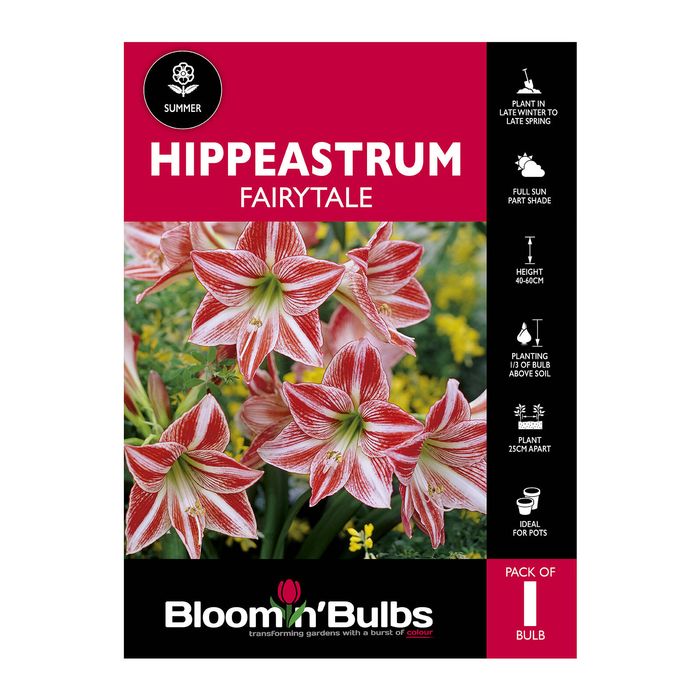 Bloomin Bulbs Hippeastrum Fairytale - 1 Pack