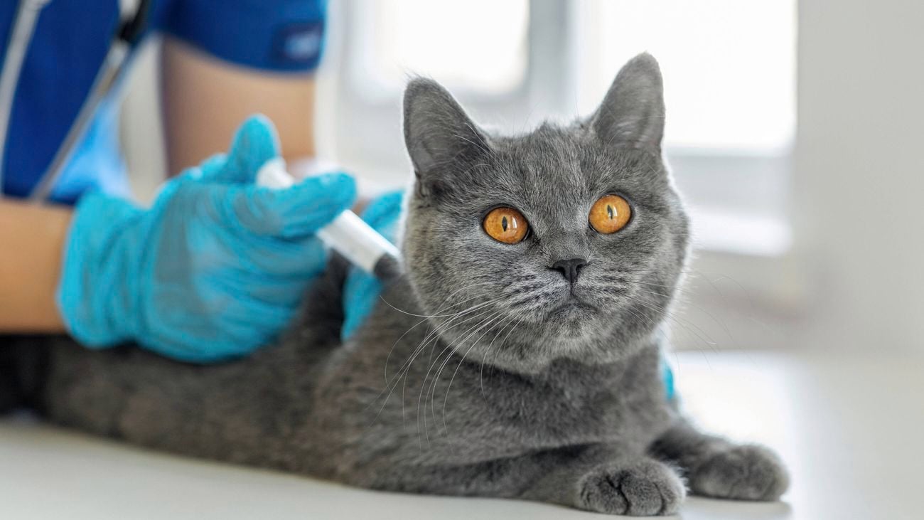 Veterinarian in blue scrubs and gloves vaccinating a grey cat.