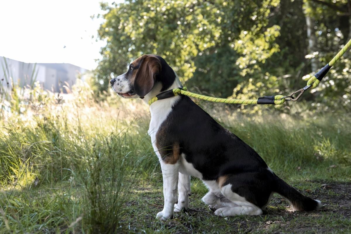 Bunnings dog lead best sale