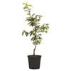 250mm Granny Smith Apple - Malus domestica