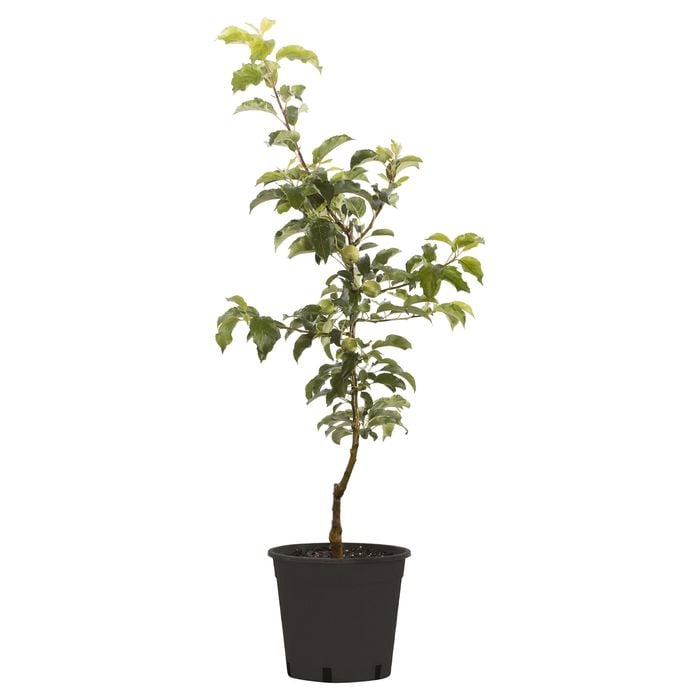 250mm Granny Smith Apple - Malus domestica