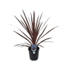 1.9L Cordyline Red Star - Cordyline australis