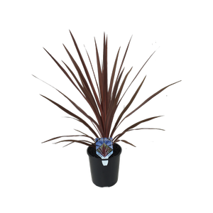 1.9L Cordyline Red Star - Cordyline australis