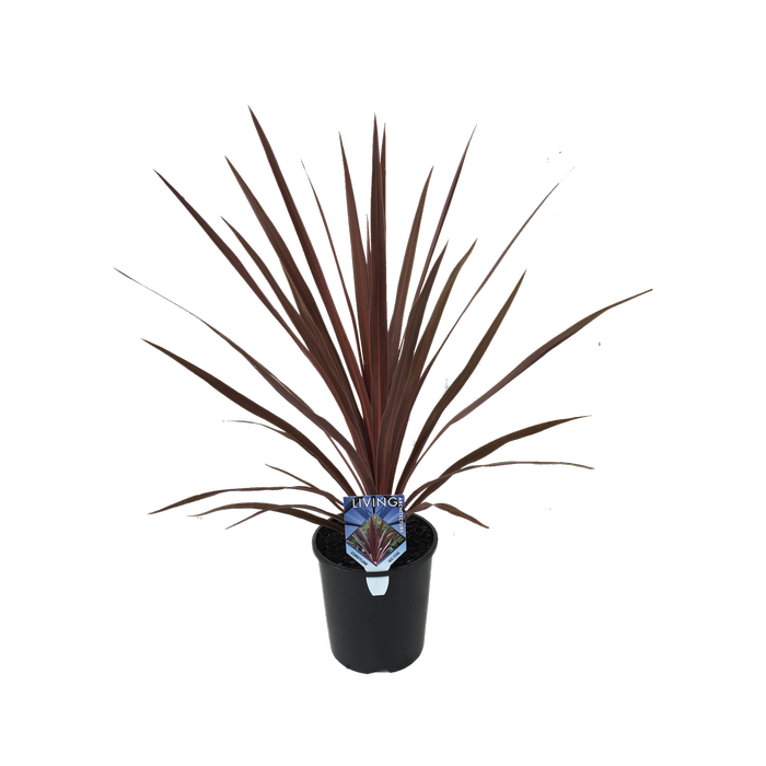 1.9L Cordyline Red Star - Cordyline australis