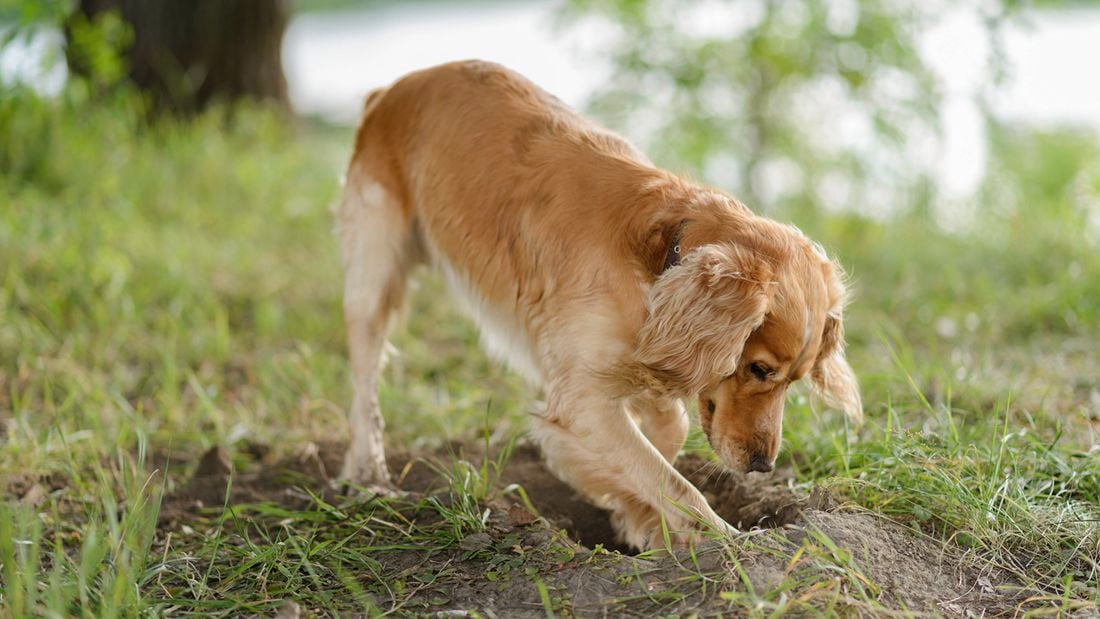A golden retriever dog digging a hole in the ground, outdoors with its nose close to the soil.