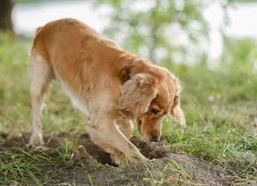 A golden retriever dog digging a hole in the ground, outdoors with its nose close to the soil.