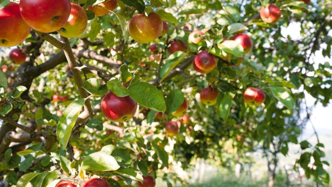 Fruiting tree filled with apples in an orchard.