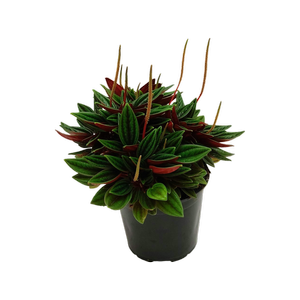 120mm Peperomia Rosso - Peperomia caperata
